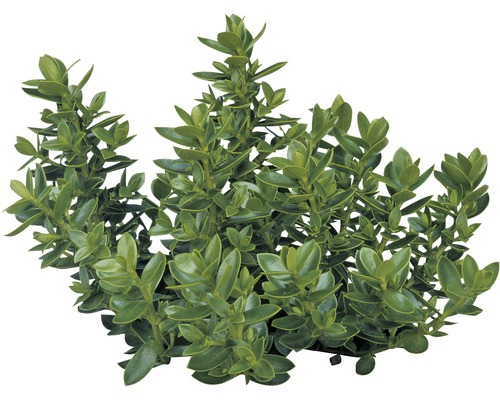 Struikveronica FloraSelf Hebe armstrongii 'GreenBoys' Ø 12 cm pot