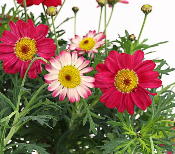 Margerite, Stämmchen, verschiedene Farben