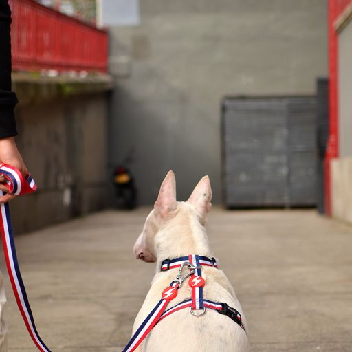 Guia para cães Dashi Stripes em poliéster vermelho e azul