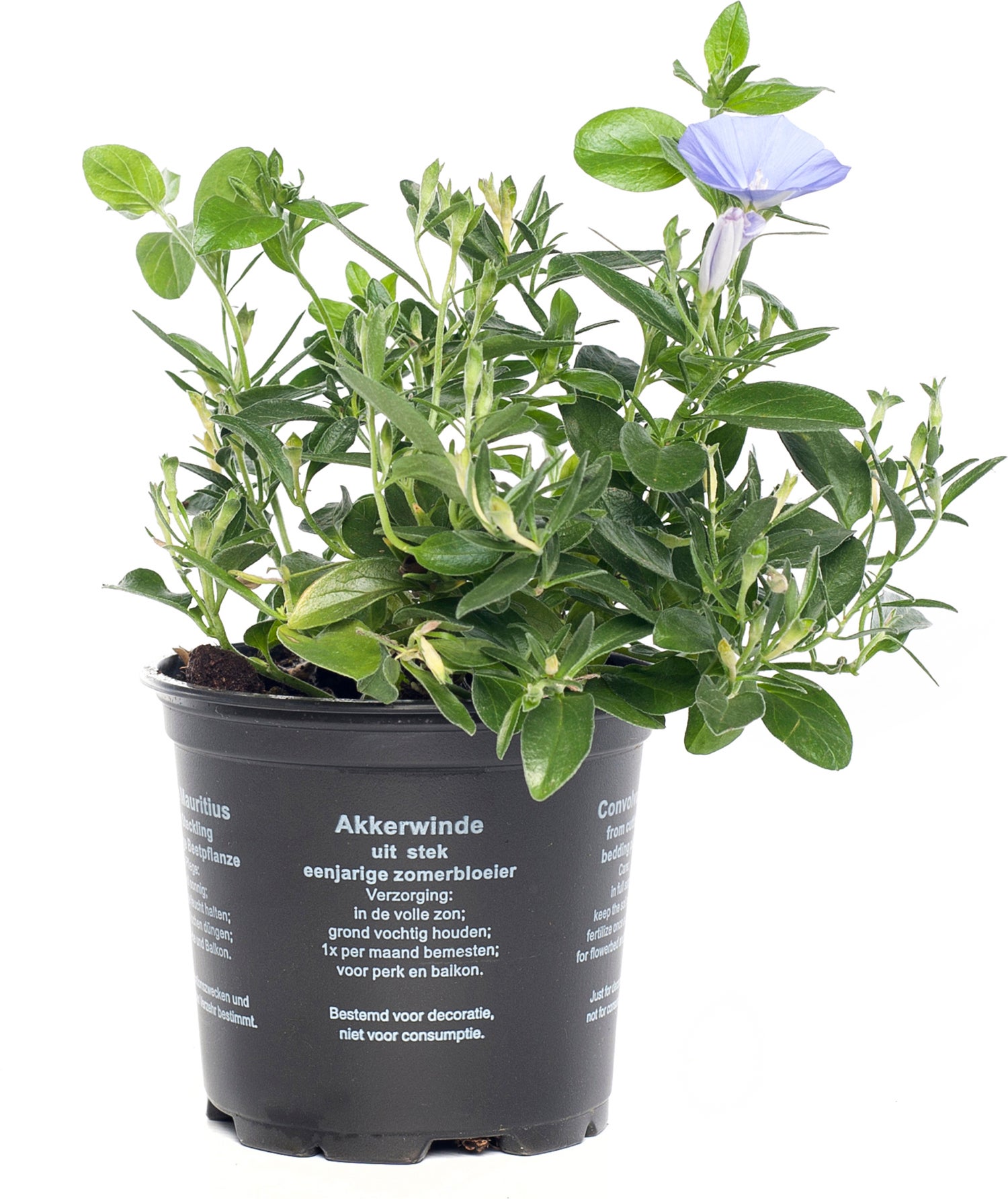 Winde (Convolvulus sabaticus) D 10,5 H 20 cm