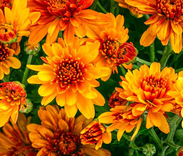Chrysantheme 'Tocca'