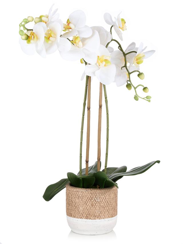 Orchidee Phalaenopsis im Zementtopf, 59 cm