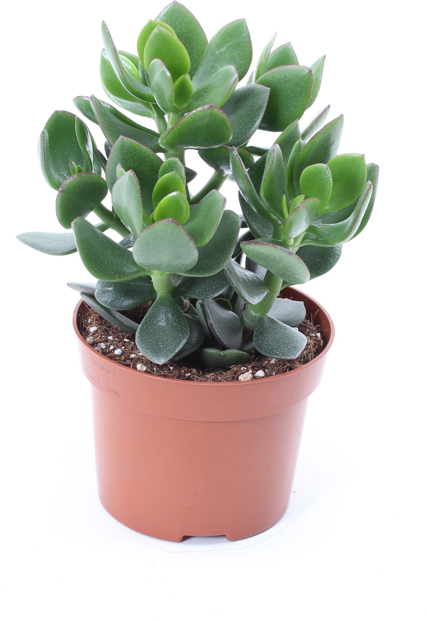 Crassula (Crassula ov. 'Hulk') D 12 H 18 cm