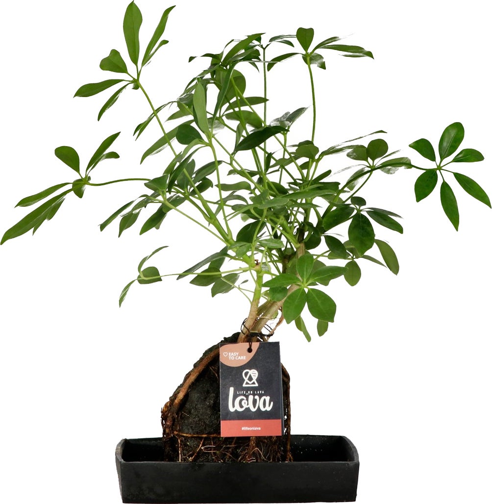 Lova Arrangement Vingersboom (Schefflera) D 17 H 30 cm
