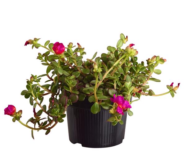Portulakröschen