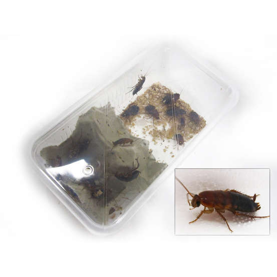 Blattes pour alimentation reptiles, taille L, 10 pièces