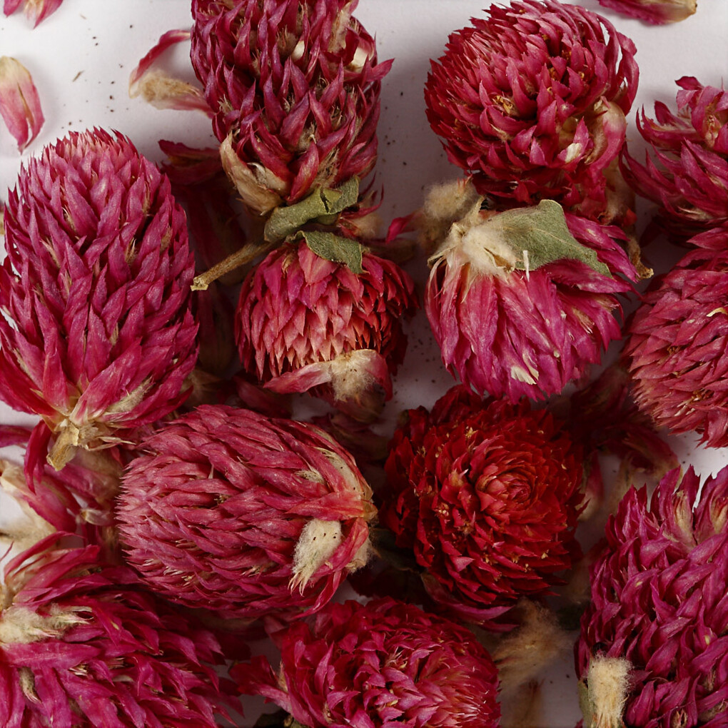 Tørrede Blomster - Rødkløver - L 1,5-2,5 CM - Ø 1 - 1,5 CM - 15 G - Lilla