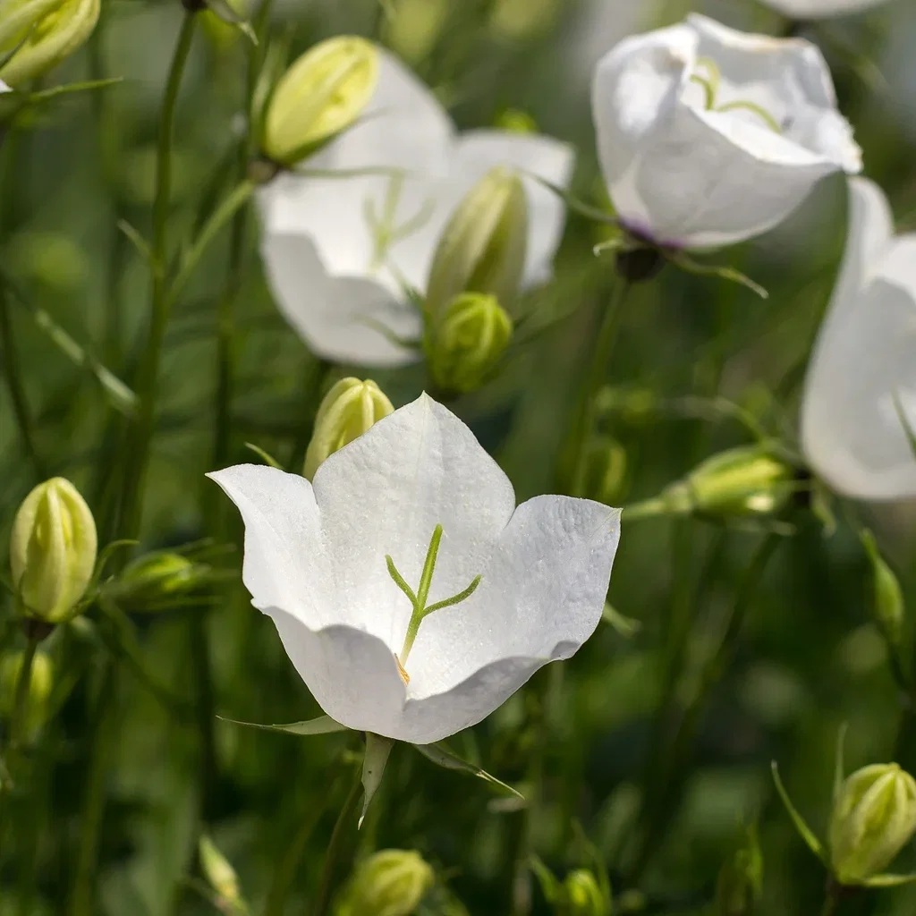 Campanula carpatica 'Weisse Clips' Karpatklokke  'Weisse Clips' Ø11 cm
