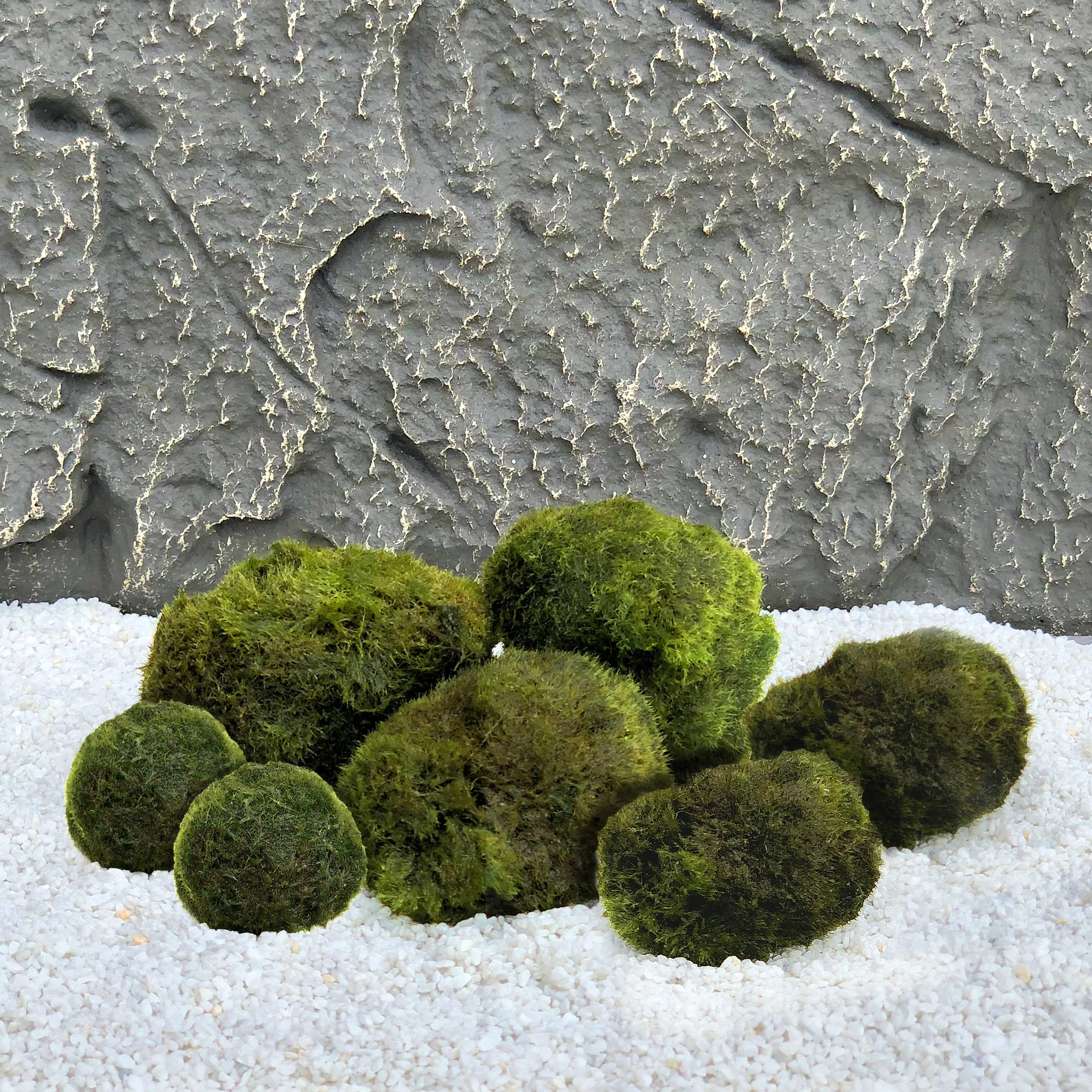 Waterplant Mosbol Combinatie set 7st | Populair!