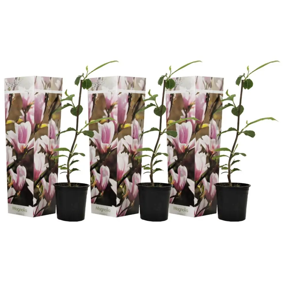 Beverboom - Set van 3 - Magnolia 'Soulangea' - Hoogte 25-40cm - ⌀9cm