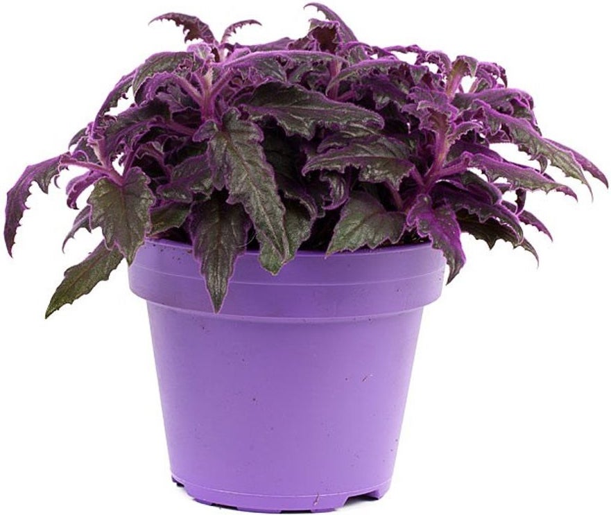Fluweelplant (Gynura 'Purple Passion') D 15 H 25 cm