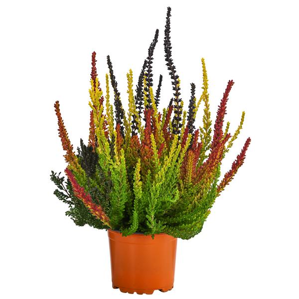 Knospenheide 'Sunset Fire®'