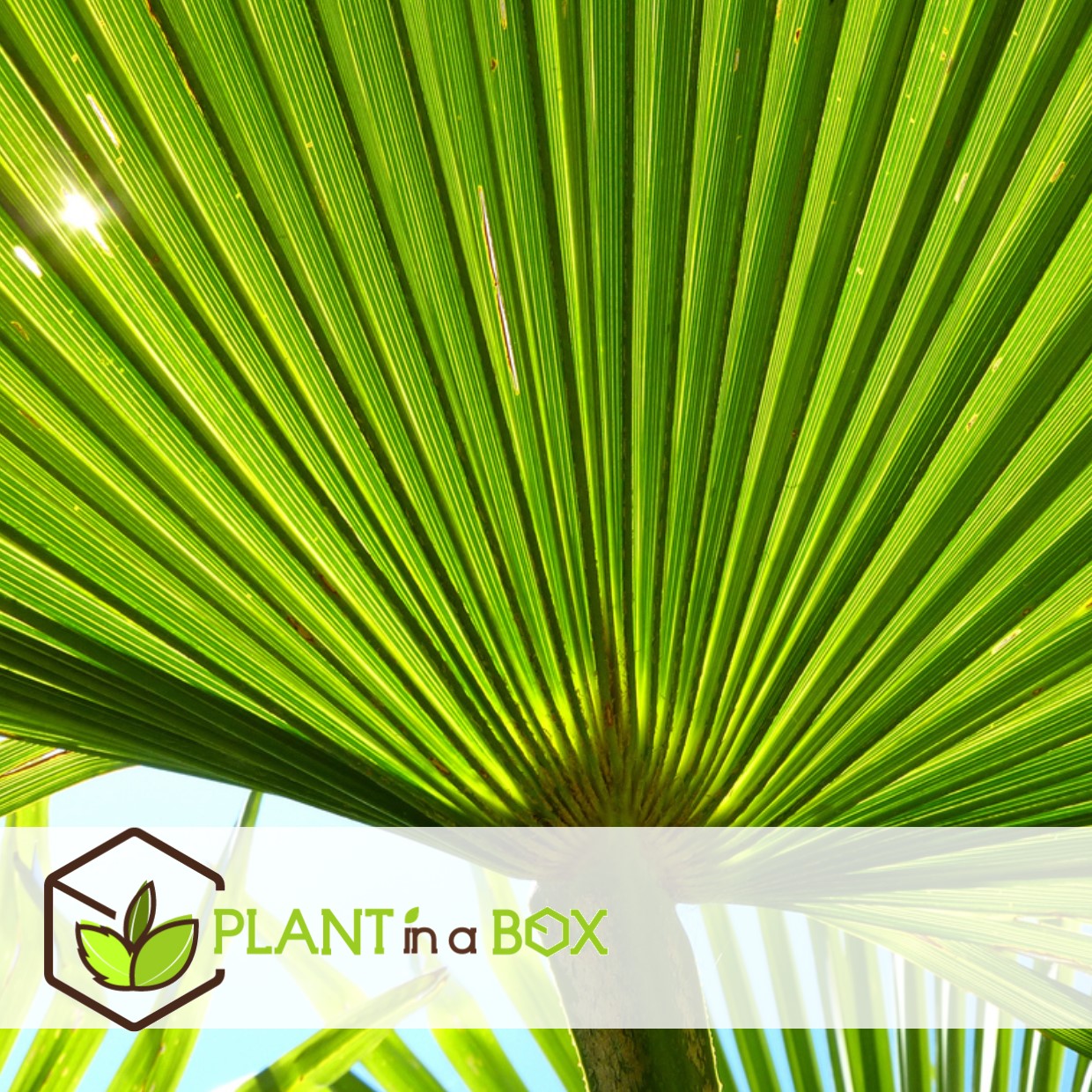 Trachycarpus fortunei - set de 2 - palmier éventail - pot 21cm - hauteur 65-75cm