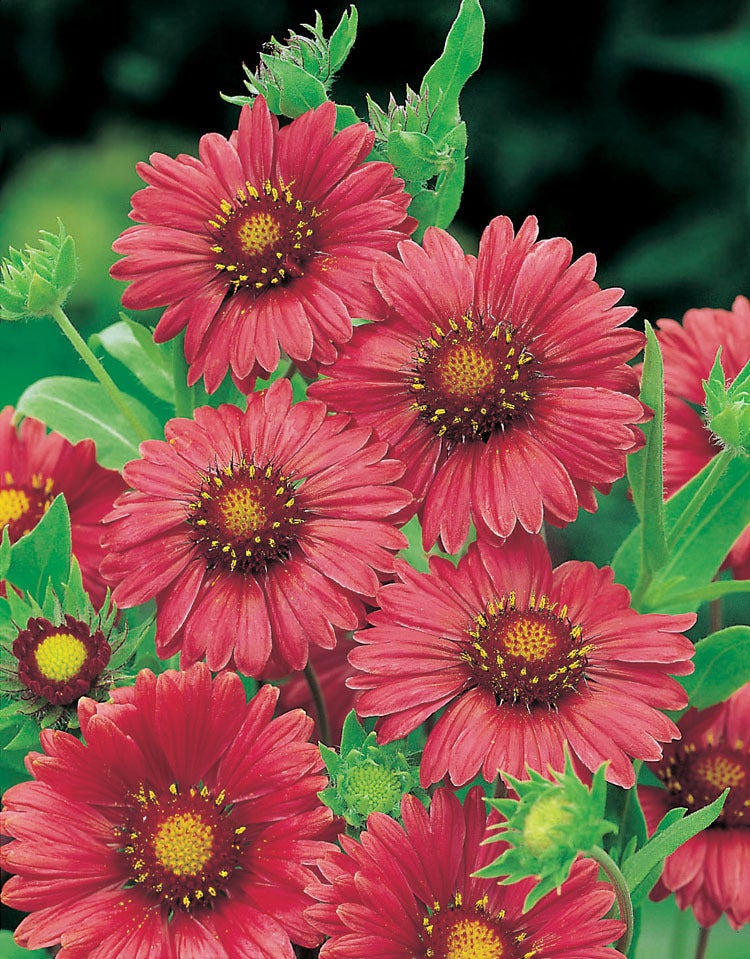 Kokardebloem (Gaillardia 'Burgunder') D 9 H 10 cm