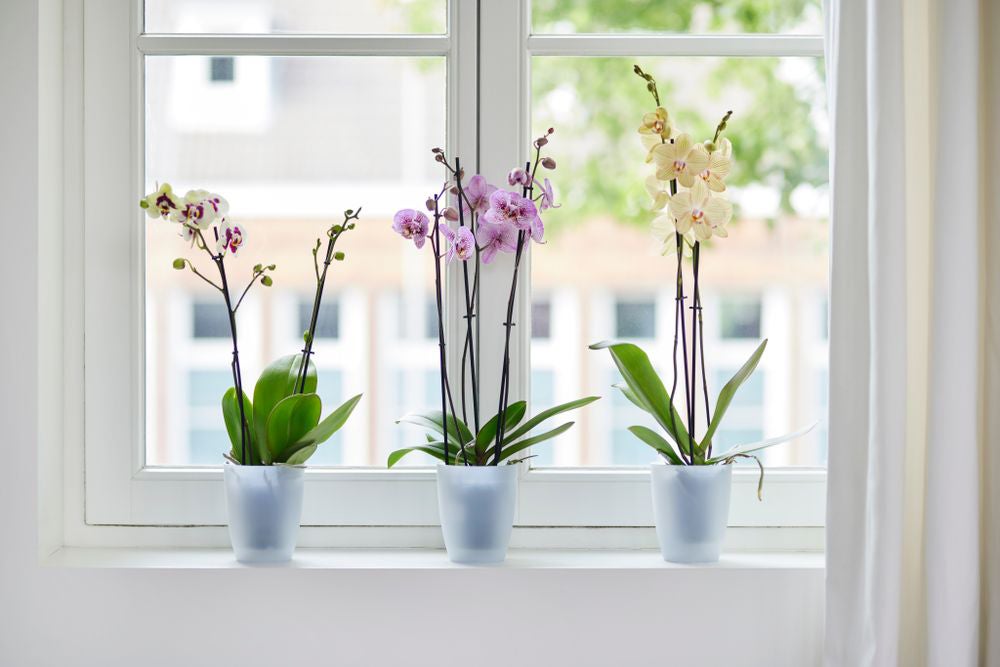 Elho bloempot Brussels orchidee transparant D 12,5 H 15,5 cm