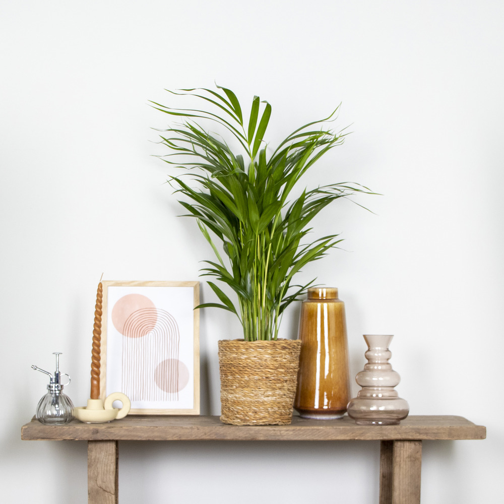 Dypsis lutescens - golden palm - plante d'intérieur - entretien facile - ⌀17 cm - ↕60-70 cm