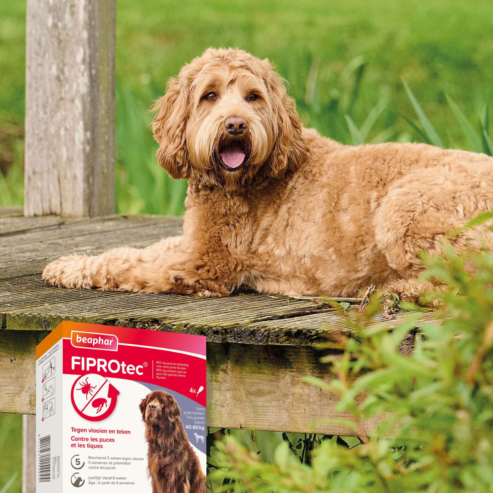 Beaphar Fiprotec Pipet - Anti Vlooien en teken - Hond - 4 Stuks - XL