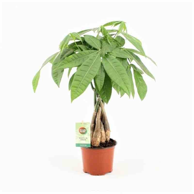 Pachira aquatica (noix de malabar, châtaignier de guyane, cacaoyer-rivière) taille pot de 15 litres ? 140/160 cm