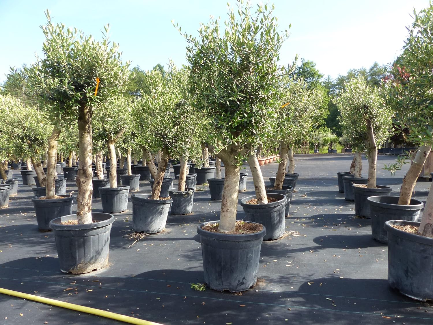 Olivenbaum Olive 'Angebot' 150-180 cm, beste Qualität, winterhart, Olea Europaea, dicke Stämme 20-35 cm Umfang