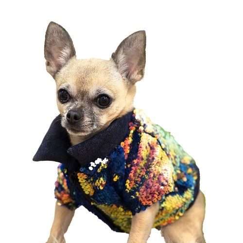 Jaqueta bomber do Elvis para cachorros, azul