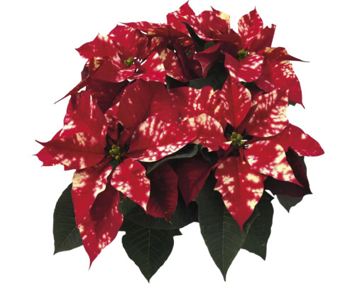 Poinsettia FloraSelf Euphorbia pulcherima 'Fantasy Star' Ø 15 cm pot