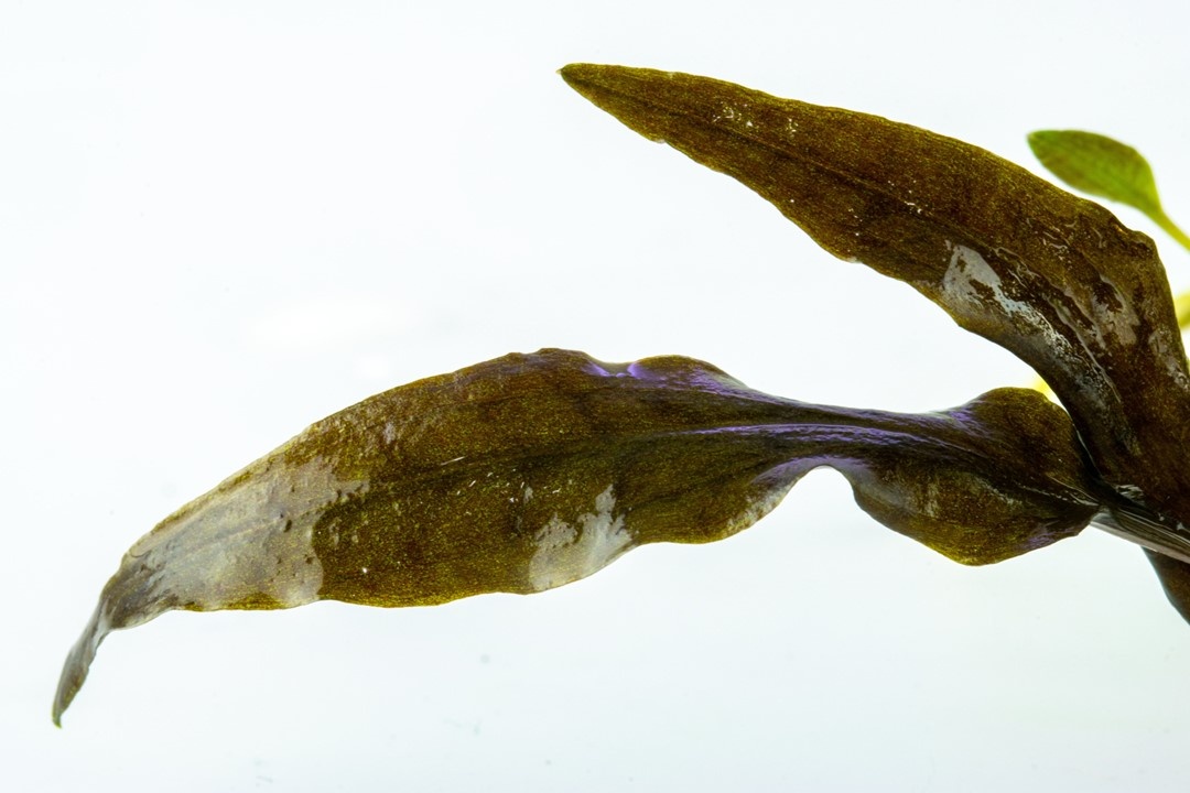 Waterplant Cryptocoryne Wendtii Mi Oya
