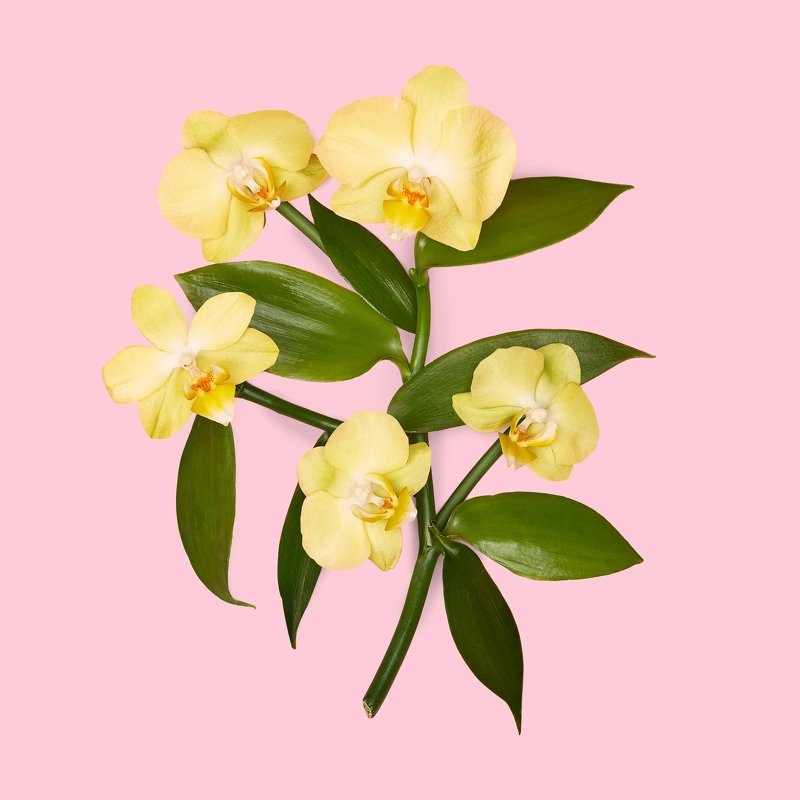 Gucci Flora Gorgeous Orchid EDP 50 ml
