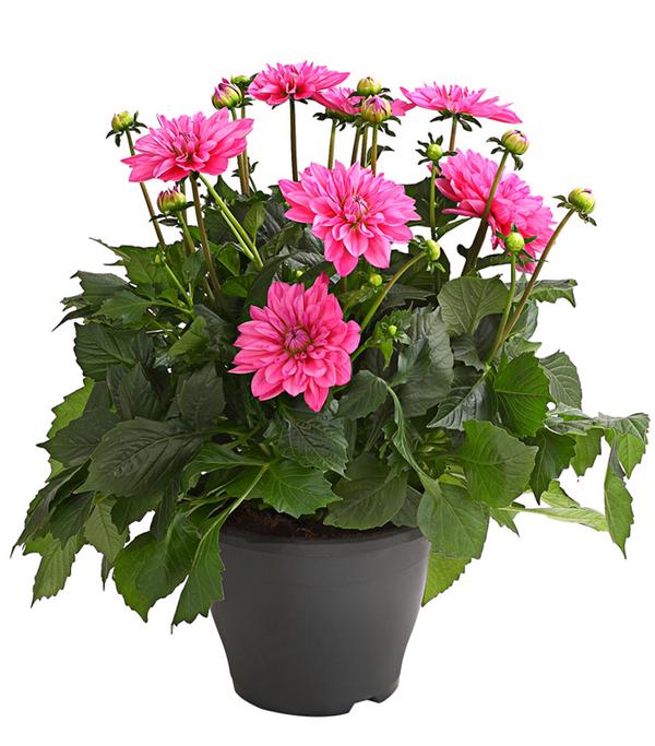 Dahlie, verschiedene Farben