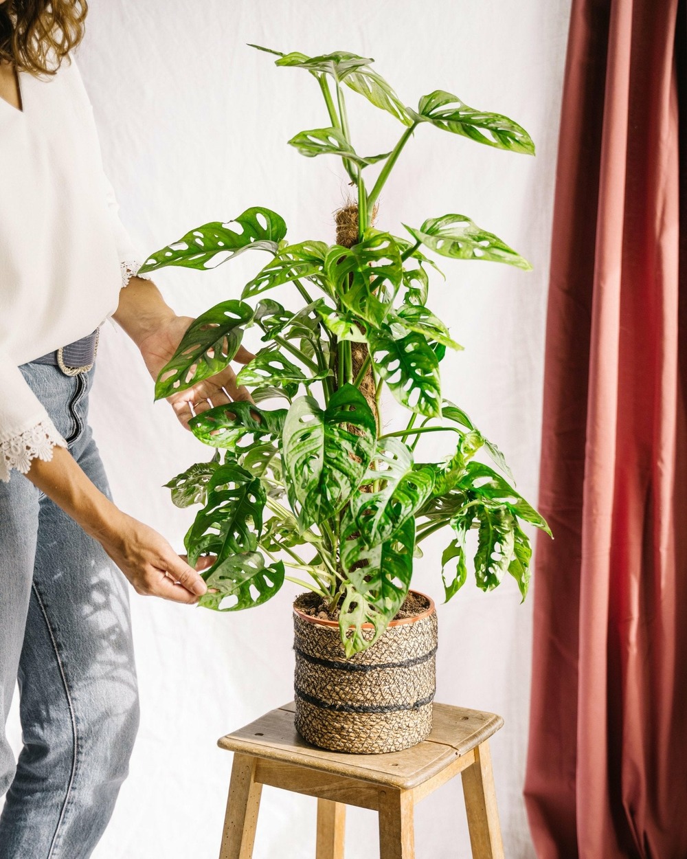 Plante d'intérieur - monstera adansonii monkey leaf sur tuteur 60.0cm