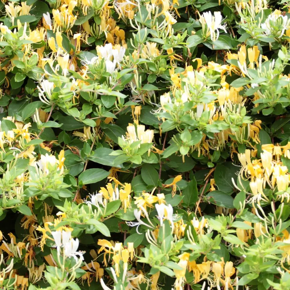 Kamperfoelie - Lonicera henryi 'Copper Beauty' - Hoogte 110-120cm - ⌀17cm
