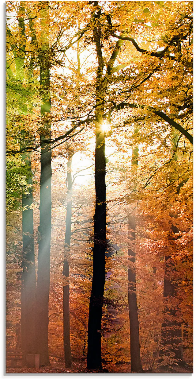 Artland Glasbild »Schöner Herbsttag 2« Wald 1 Stk. tlg. in verschiedenen Grössen