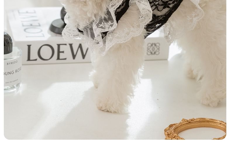 Cissilli - Kanten Pet Top