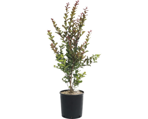 Toscaanse sering mix FloraSelf Lagerstroemia indica H 60-80 cm Co 9 L, 35 jaar FloraSelf jubileumeditie
