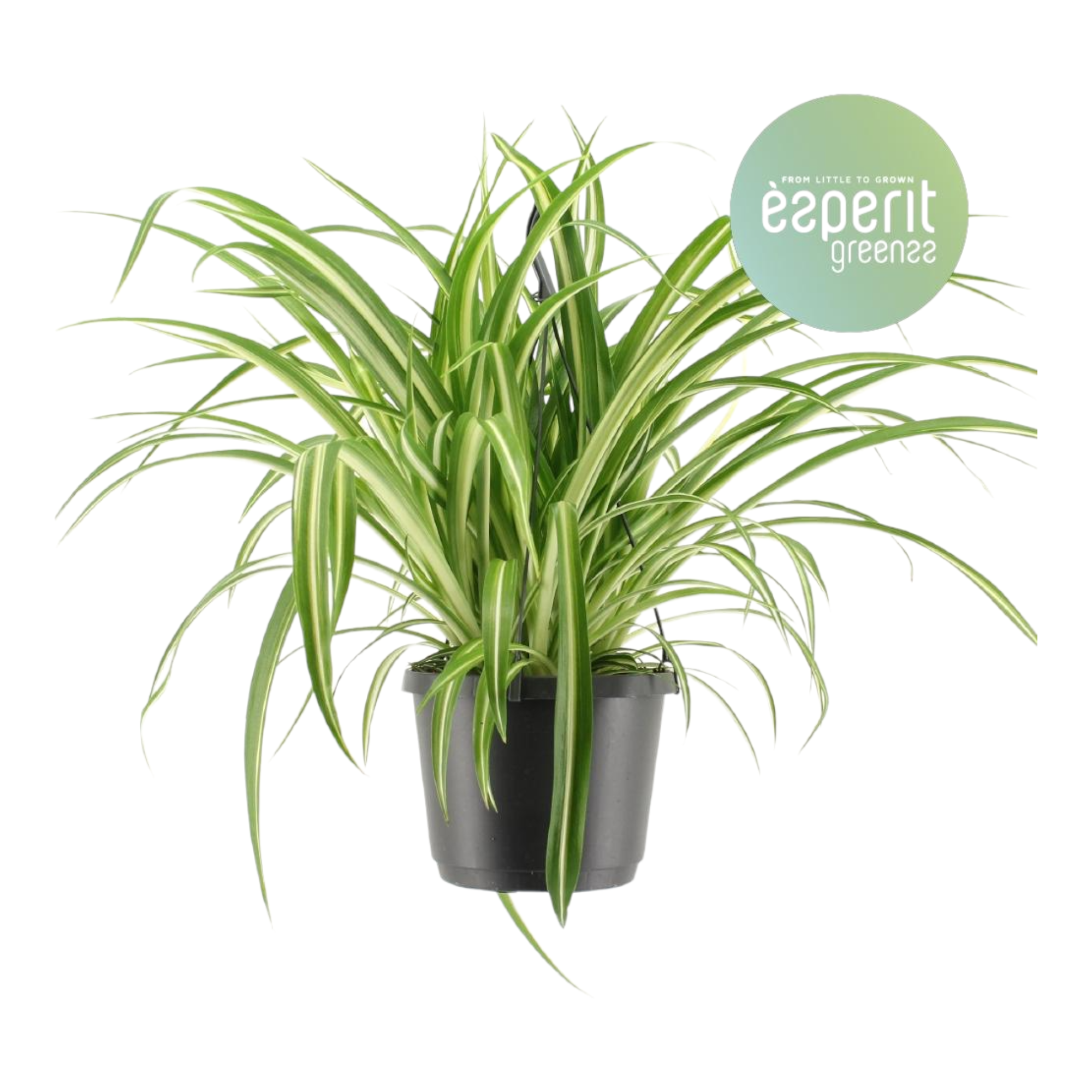Plante d'intérieur - chlorophytum variegata 30.0cm