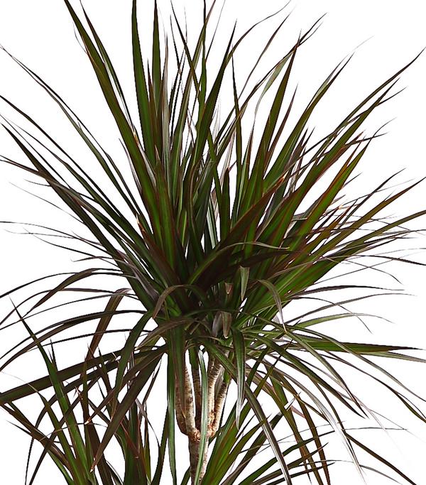Drachenbaum - Dracaena marginata 'Magenta'