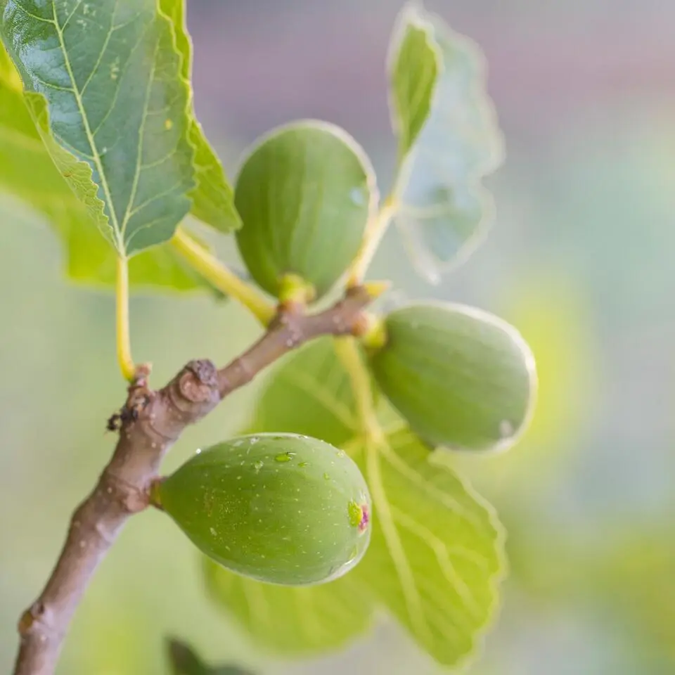 Mix fruitbomen - Set van 4 - Hoogte 25-40cm - ⌀9cm