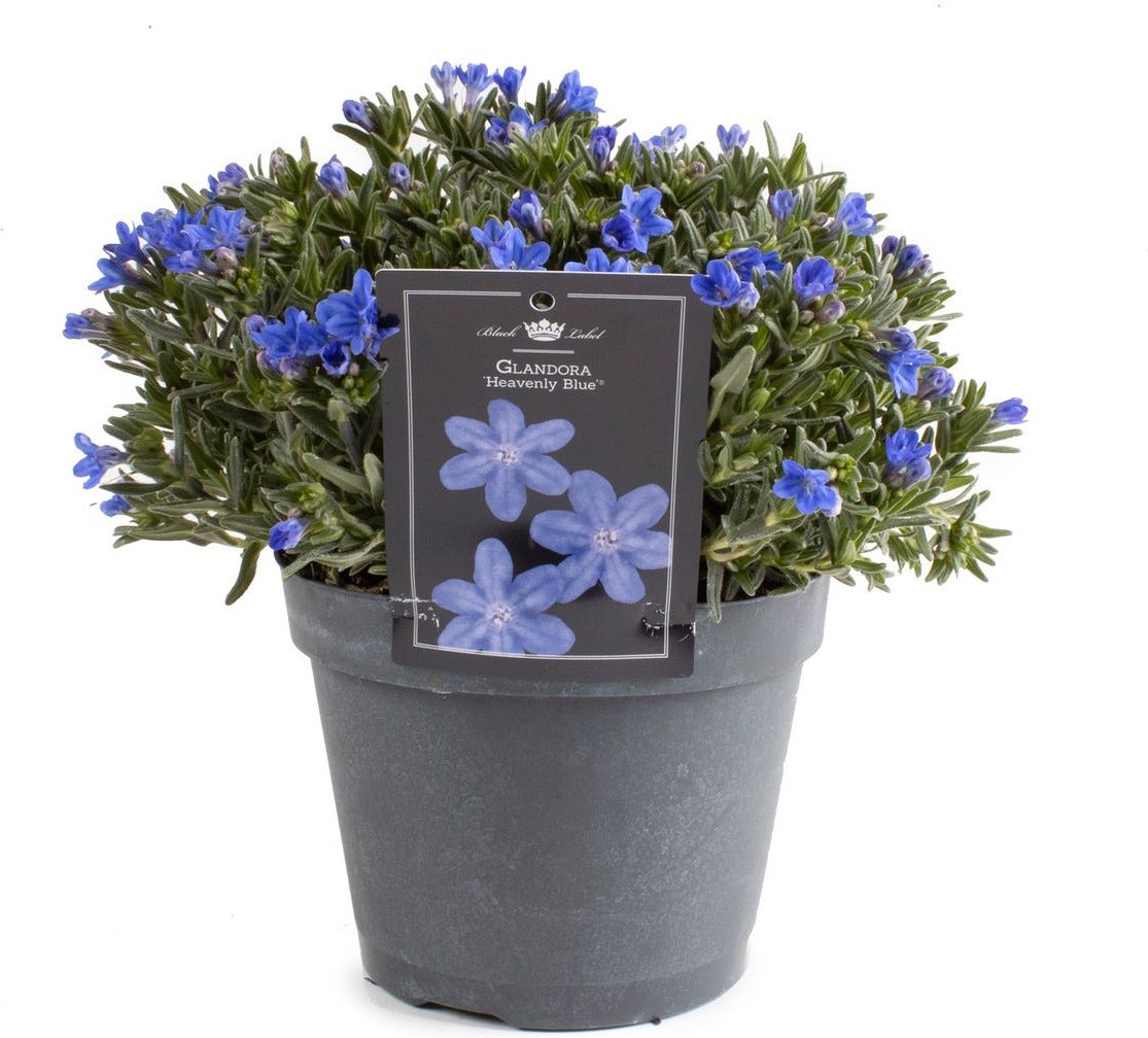 Steenzaad (Lithodora diffusa 'Heavenly Blue') D 15 H 15 cm