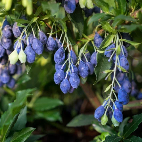 Vaccinium LUCKY BERRY® Blåbær LUCKY BERRY® Ø23 cm