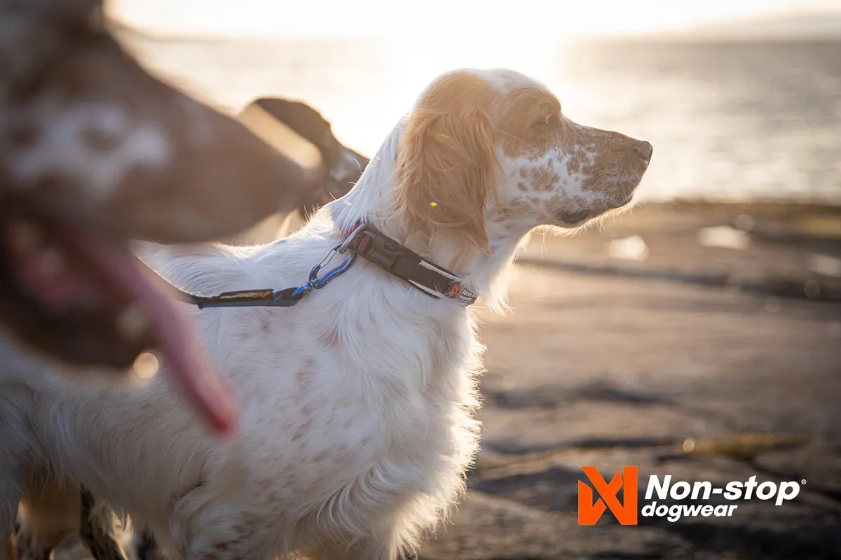Non-stop Dogwear Roam Collar Black
