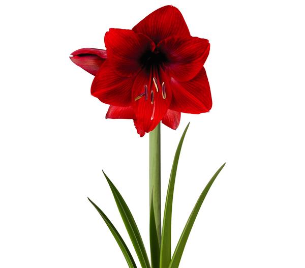 Blumenzwiebel Amaryllis XXL, Rot
