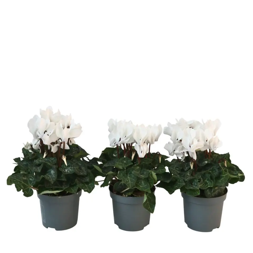 Perzisch cyclaam - Set van 3 - Cyclamen 'Metis White' - Hoogte 10-20cm - ⌀9cm
