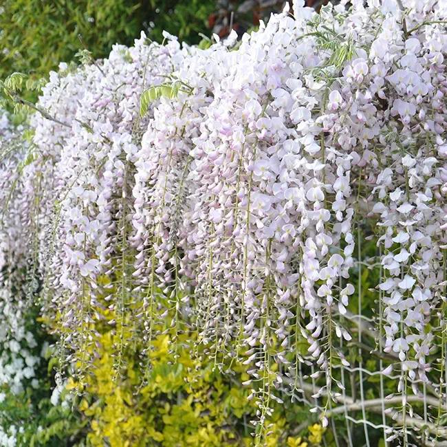 Glycine du japon rose - wisteria floribunda 3l