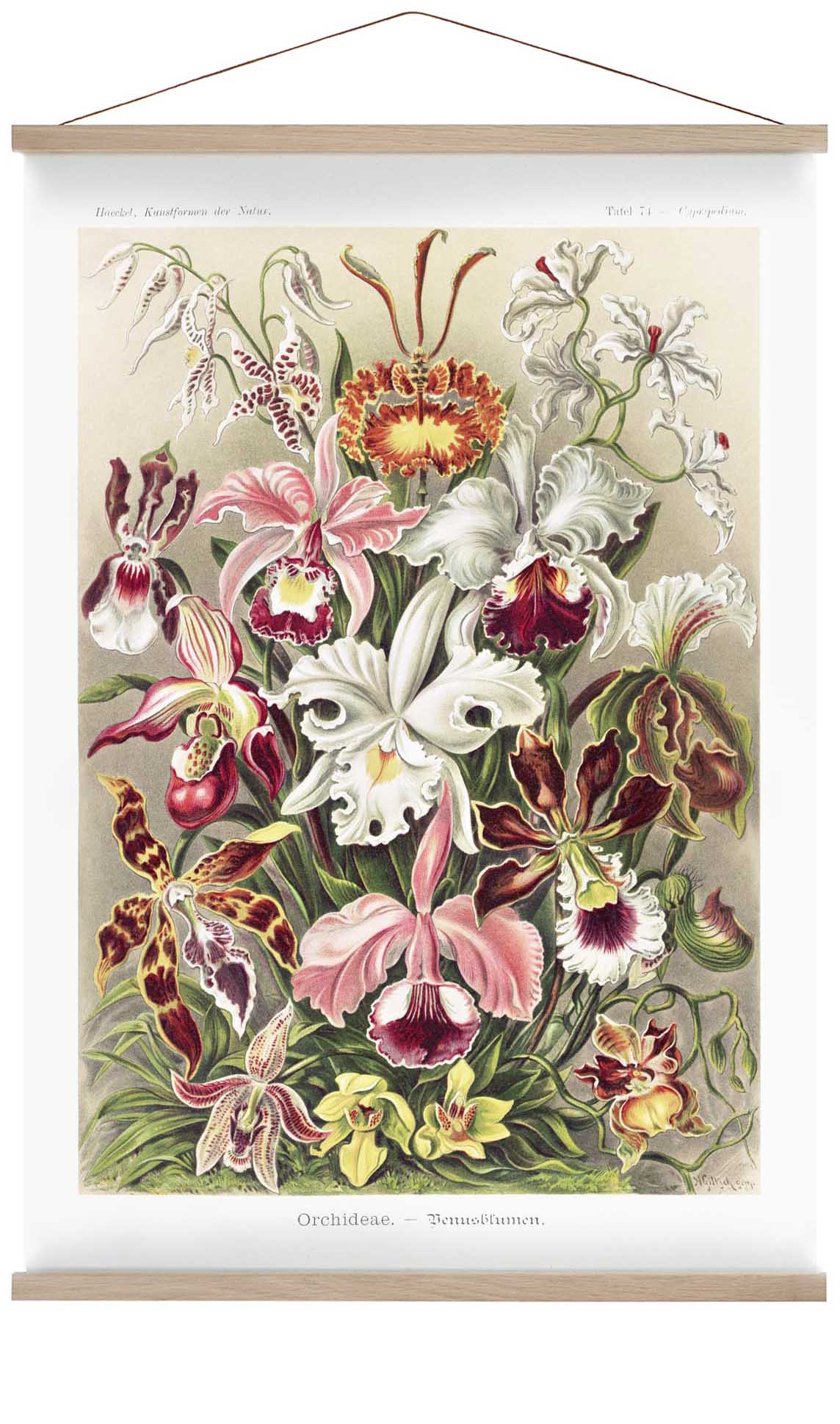Orchideae Lilly Flowers von Ernst Haeckel mit Rändern