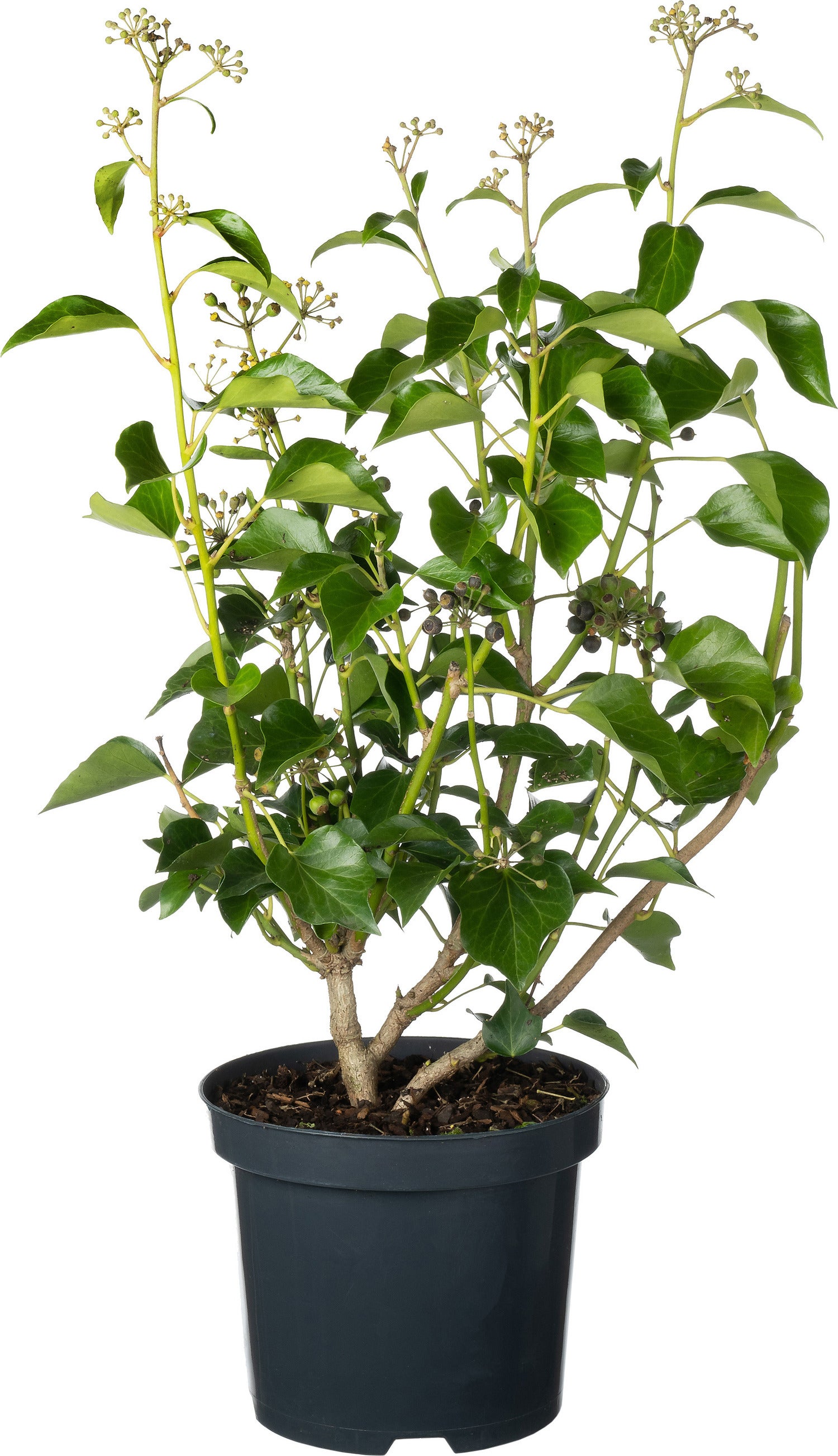 Klimop (Hedera helix 'Arborescens') D 19 H 40 cm