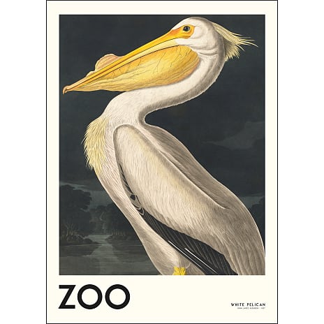 The Zoo Collection, Pelican - 30x40 cm