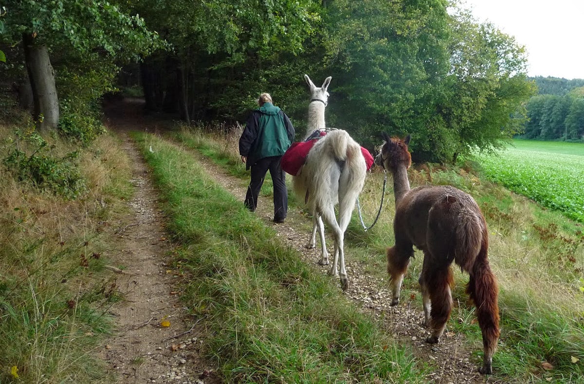 Lama Trekking Tour Mittenwalde