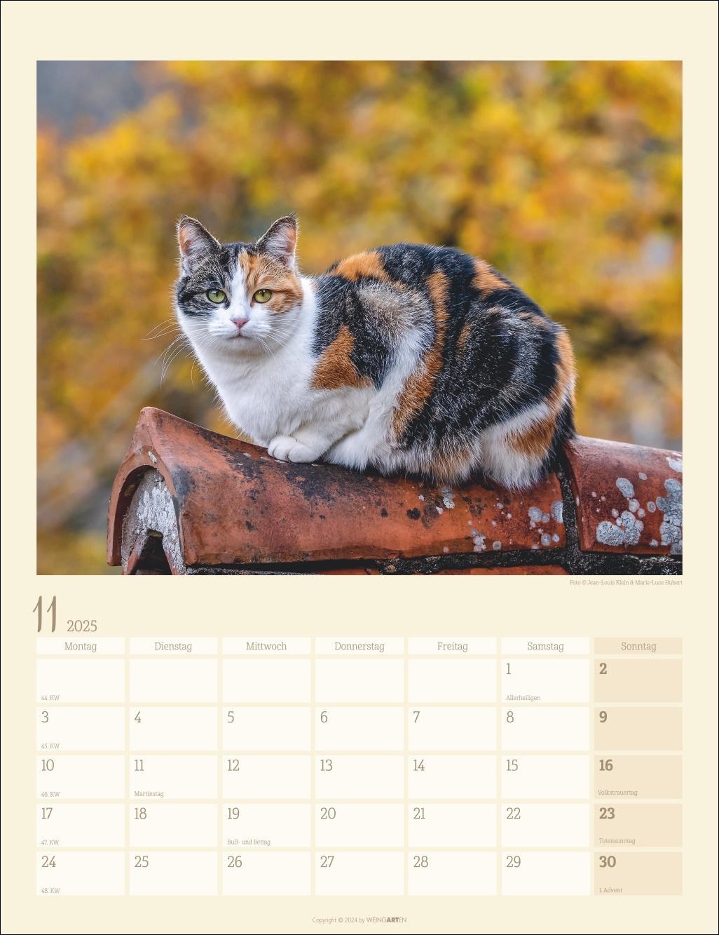 Katzen auf dem Lande Kalender 2025