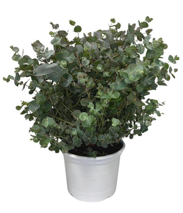 Eukalyptus, Busch