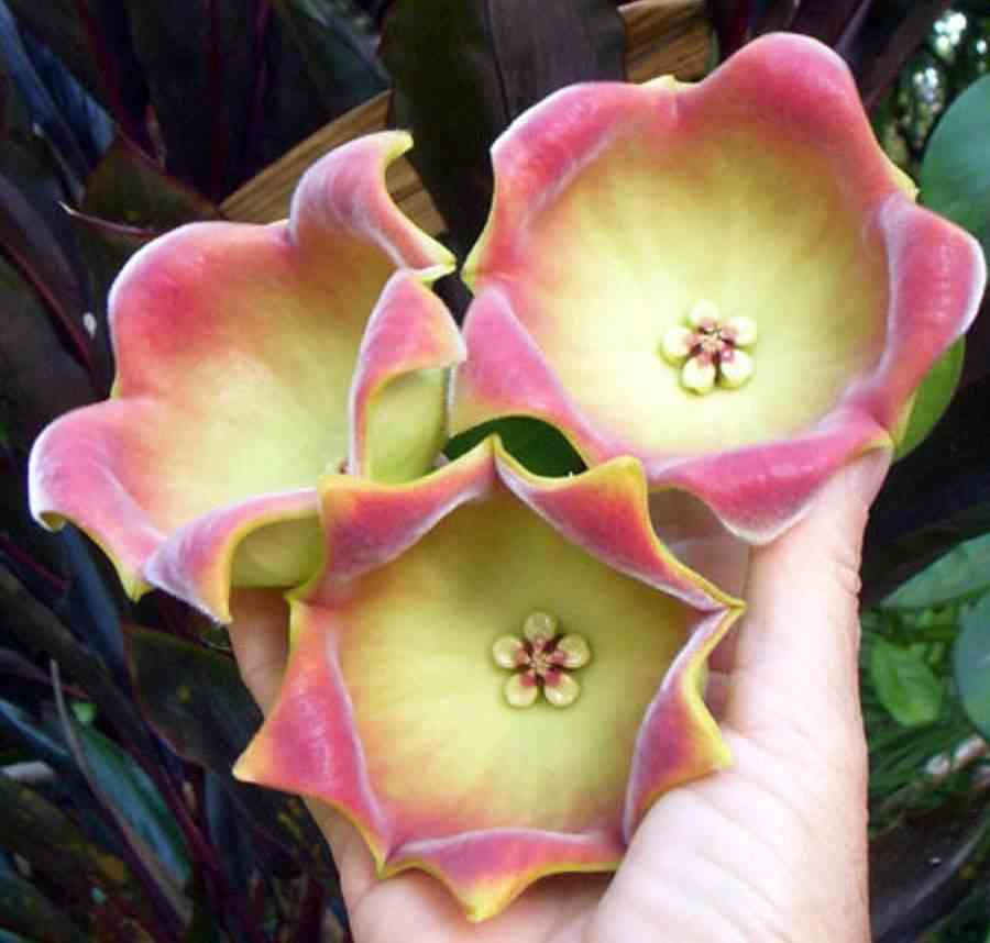 Hoya lauterbachii fleur géante (fleur de porcelaine, fleur de cire)- taille pot de 2 litres - 20/40 cm