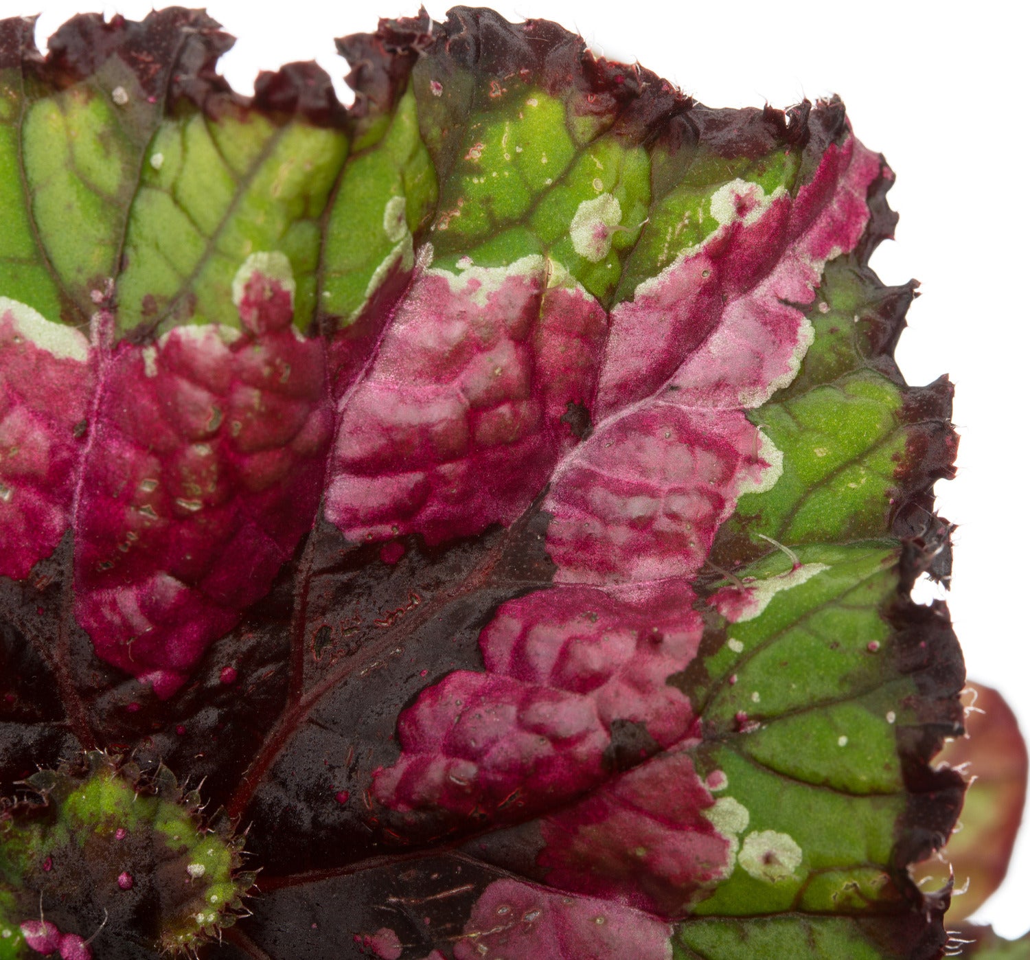 Bladbegonia (Begonia rex (MC) 'Macarena') D 13 H 25 cm